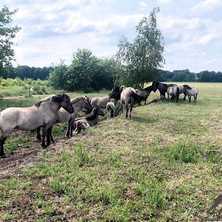 B&B De Konik Bourtange Esterno foto